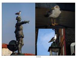 birds